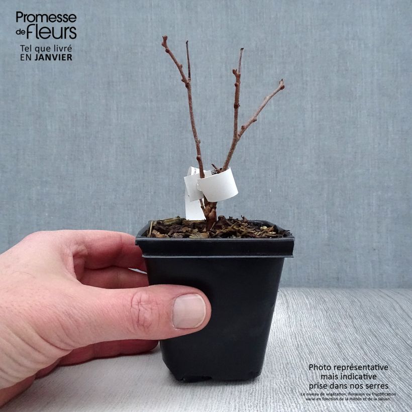 Mini kiwi Actinidia arguta Purpurea (Feminna) Vasetto da 8/9 cm esemplare consegnato in inverno