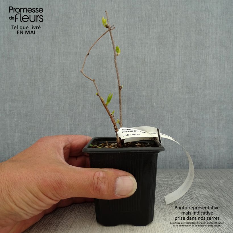 Mini kiwi Actinidia arguta Purpurea (Feminna) Vasetto da 8/9 cm esemplare consegnato in primavera