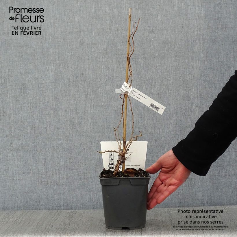 Mini kiwi Actinidia arguta Super Jumbo (Feminna) Vaso da 1,5L/2L esemplare consegnato in inverno