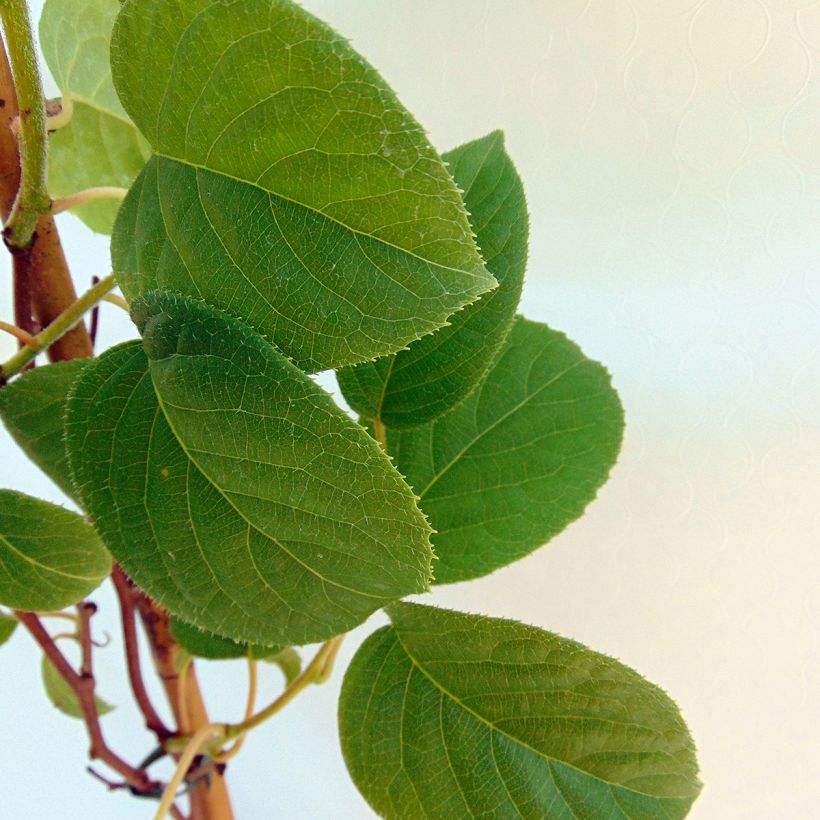 Mini kiwi Actinidia arguta Vitikiwi (Fogliame)