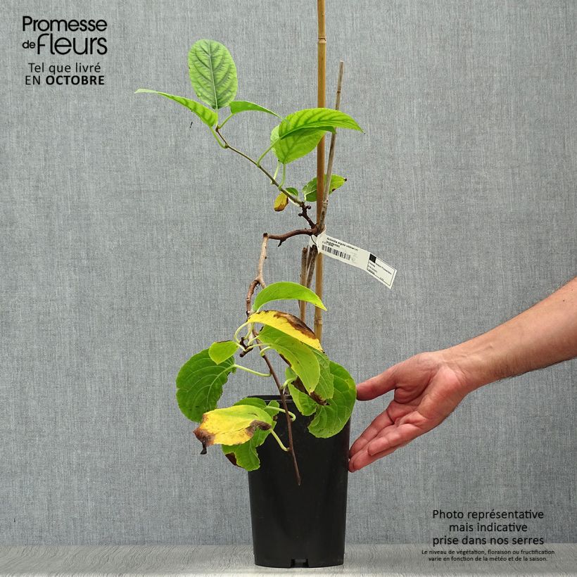 Esemplare di Mini kiwi Actinidia arguta Vitikiwi Vaso da 2L/3L come consegnato in autunno