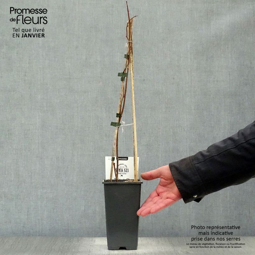 Mini kiwi Actinidia arguta Weikii Vaso da 1,5L/2L esemplare consegnato in inverno