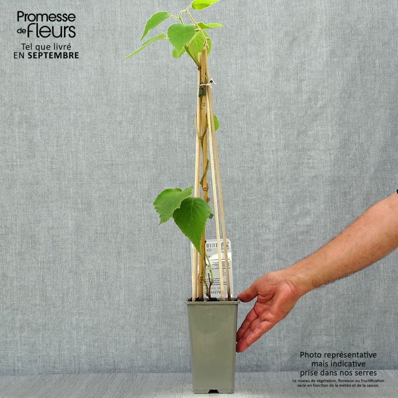 Esemplare di Kiwi Actinidia deliciosa Boskoop Vaso da 1,5L/2L come consegnato in autunno
