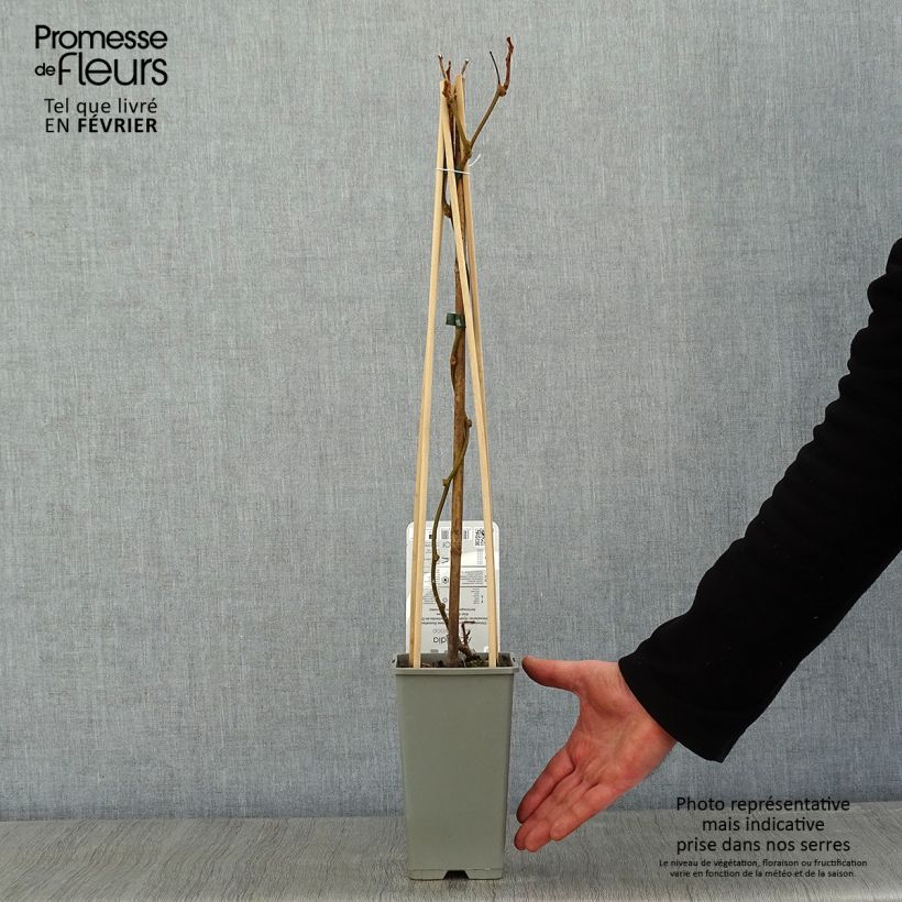 Kiwi Actinidia deliciosa Boskoop Vaso da 1,5L/2L esemplare consegnato in inverno