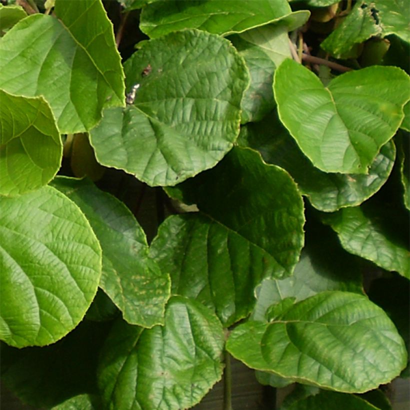 Kiwi Actinidia chinensis Golden Delight maschio (Fogliame)