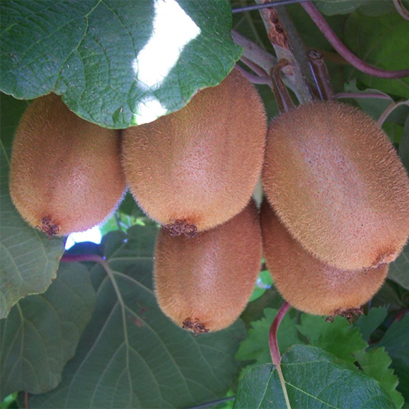 Kiwi Actinidia chinensis Golden Delight maschio (Raccolta)