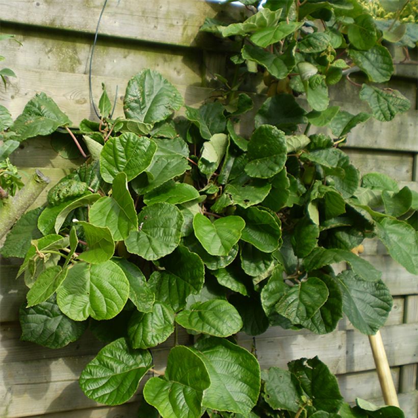 Kiwi Actinidia chinensis Golden Delight maschio (Porto)