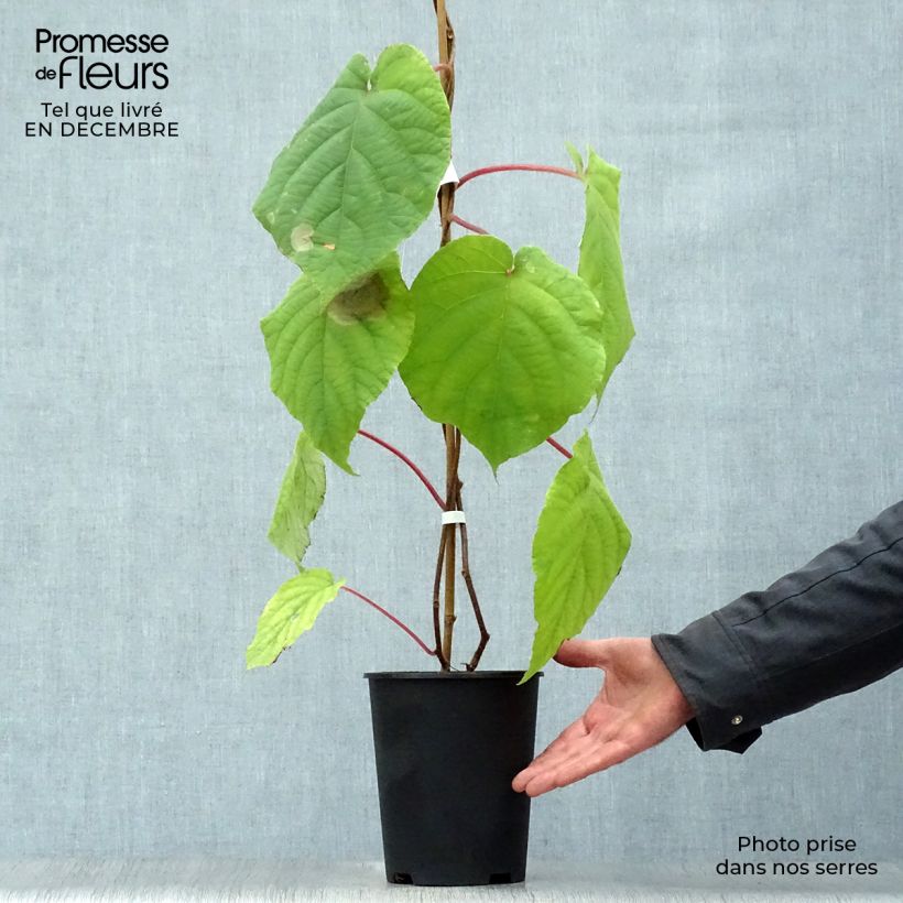 Kiwi Actinidia deliciosa Belen Vaso da 2L/3L esemplare consegnato in inverno