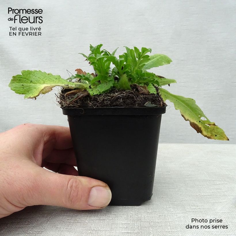 Knautia arvensis - Ambretta comune Vasetto da 8/9 cm esemplare consegnato in inverno