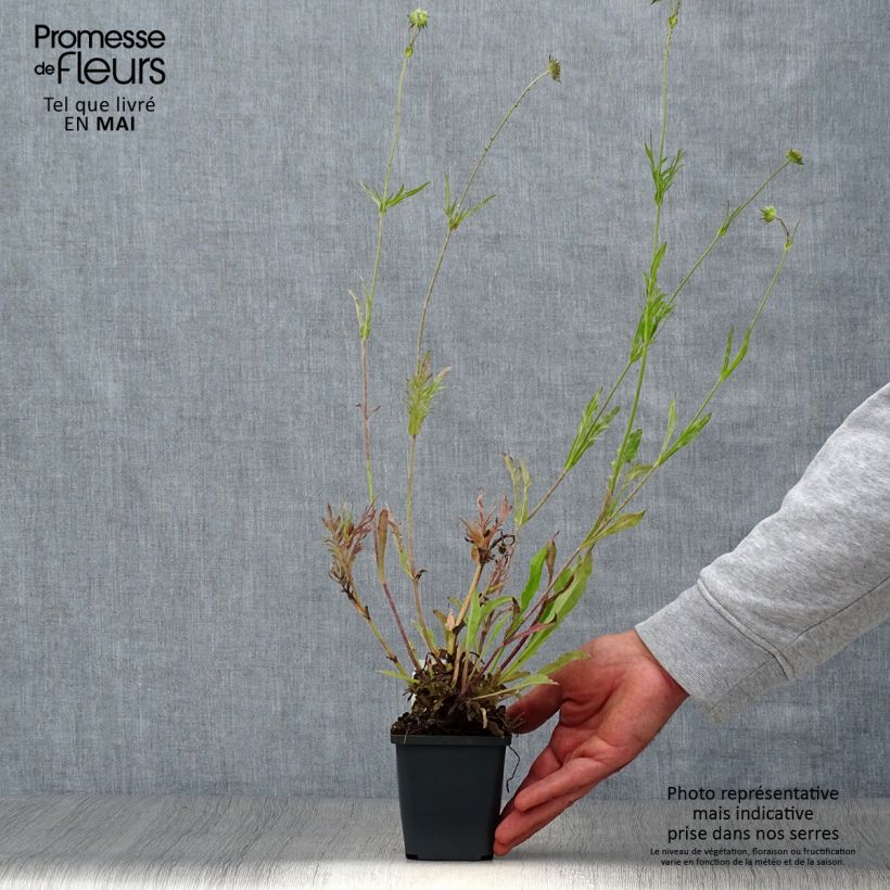 Knautia arvensis - Ambretta comune Vasetto da 8/9 cm esemplare consegnato in primavera