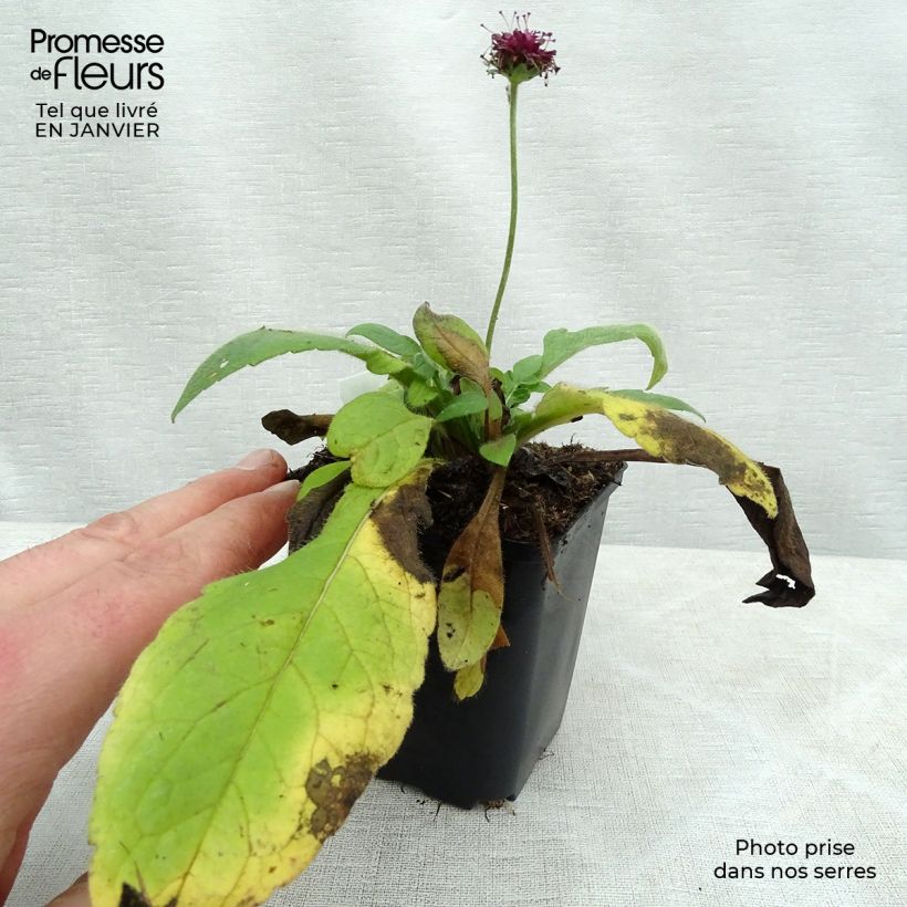 Knautia&#x20;macedonica&#x20;Mars&#x20;Midget&#x20;Vasetto&#x20;da&#x20;8&#x2F;9&#x20;cm&#x20;esemplare&#x20;consegnato&#x20;in&#x20;inverno