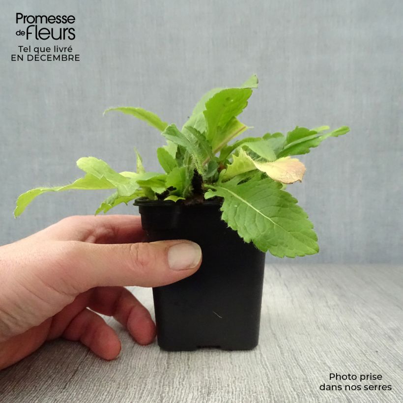 Knautia macedonica Vasetto da 7/8 cm esemplare consegnato in inverno