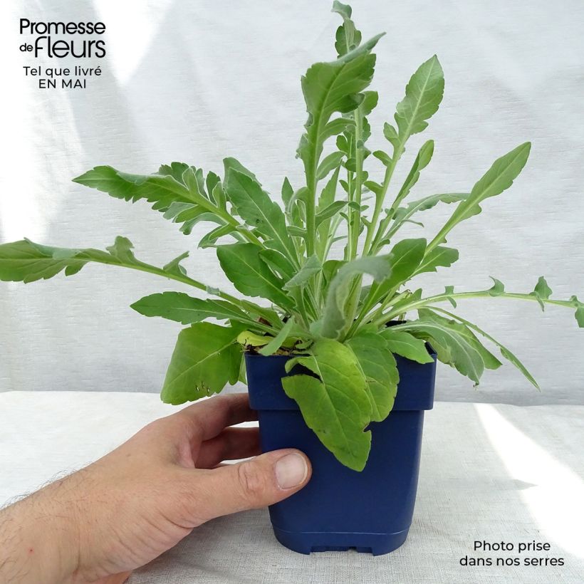 Knautia macedonica Vasetto da 7/8 cm esemplare consegnato in primavera