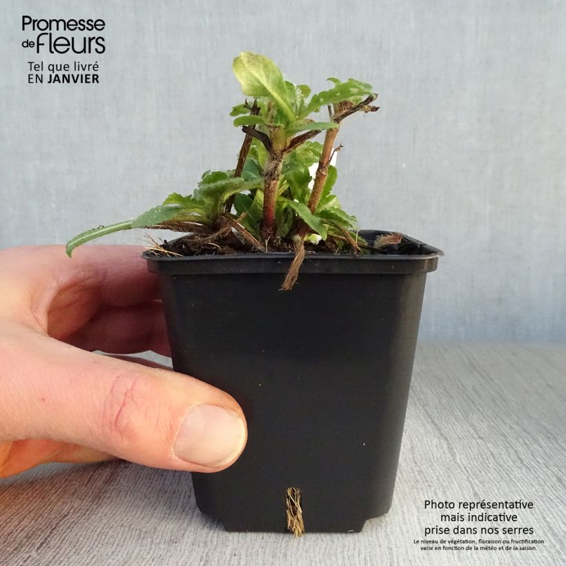 Knautia macedonica Red Knight Vasetto da 8/9 cm esemplare consegnato in inverno