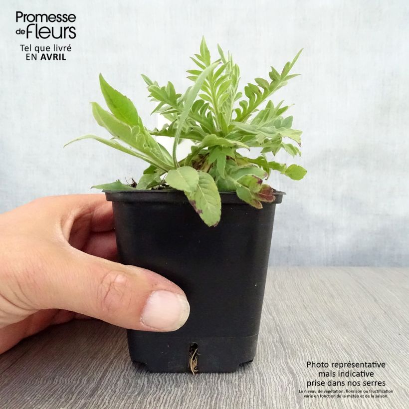 Knautia macedonica Red Knight Vasetto da 8/9 cm esemplare consegnato in primavera