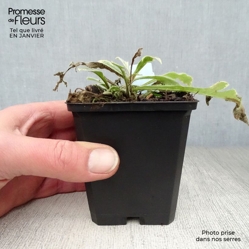 Knautia macedonica Thunder and Lightning Vasetto da 8/9 cm esemplare consegnato in inverno