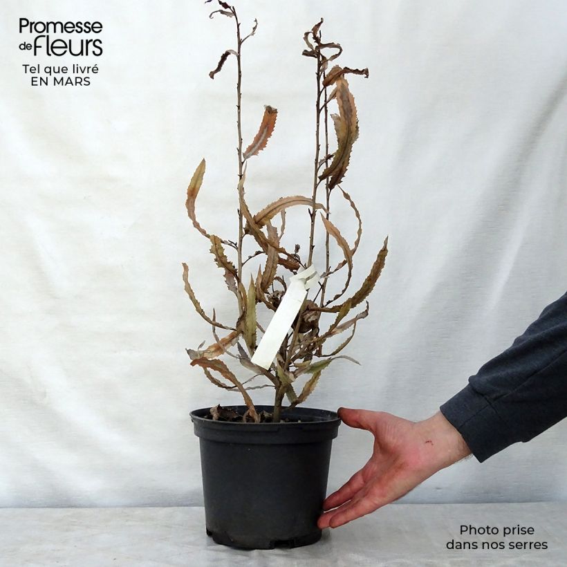 Knightia excelsa - Rewarewa Vaso da 3L/4L esemplare consegnato in primavera