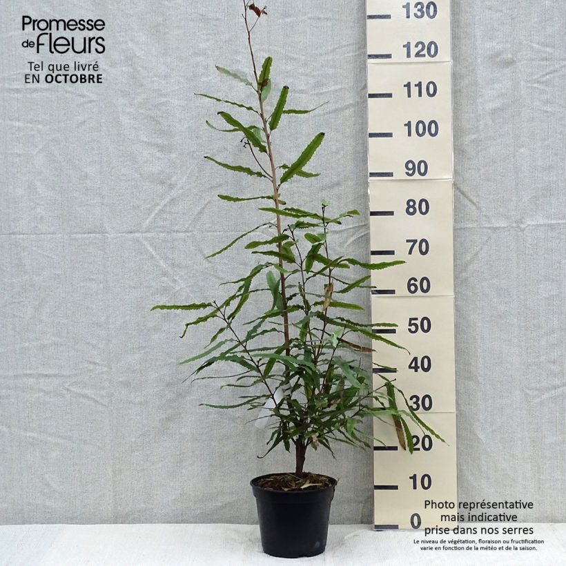 Esemplare di Knightia excelsa - Rewarewa Vaso da 3L/4L come consegnato in autunno