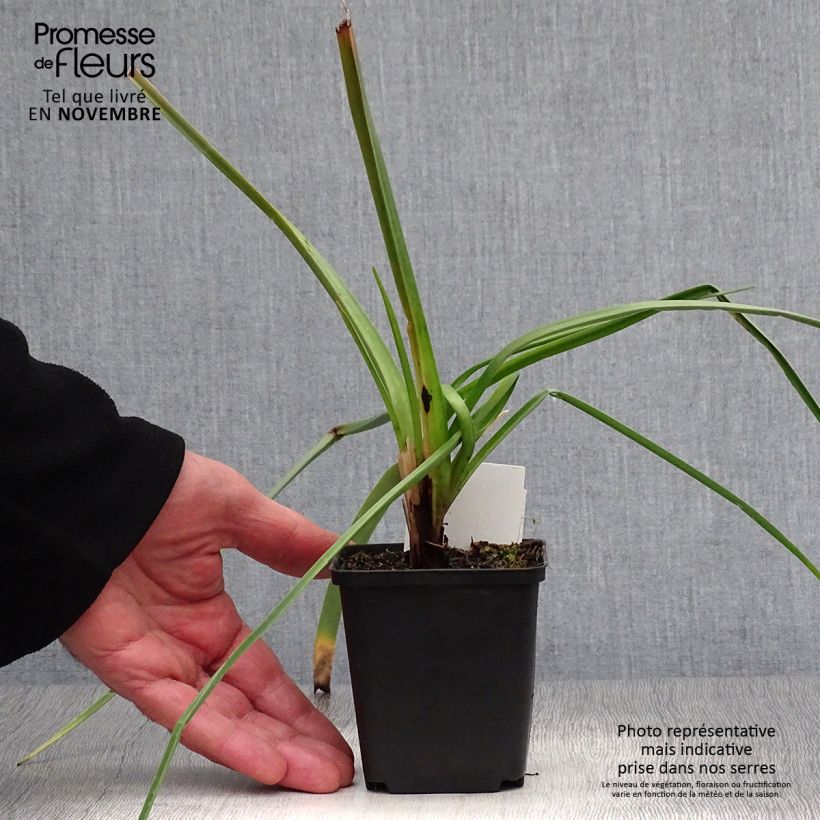 Esemplare di Kniphofia Alcazar - Giglio della torcia Vasetto da 8/9 cm come consegnato in autunno