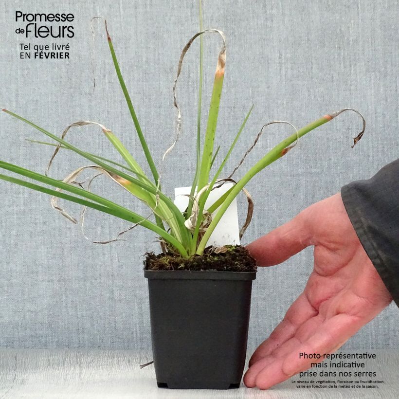 Kniphofia Alcazar - Giglio della torcia Vasetto da 8/9 cm esemplare consegnato in inverno