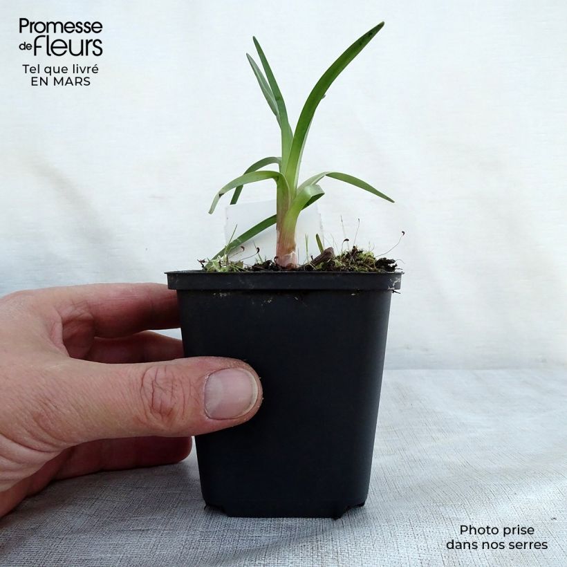 Kniphofia Alcazar - Giglio della torcia Vasetto da 8/9 cm esemplare consegnato in primavera