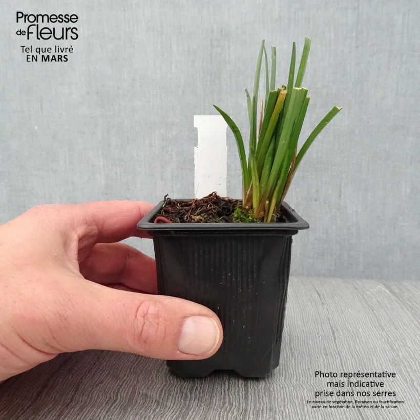 Kniphofia Bees Lemon - Giglio della torcia Vasetto da 8/9 cm esemplare consegnato in primavera