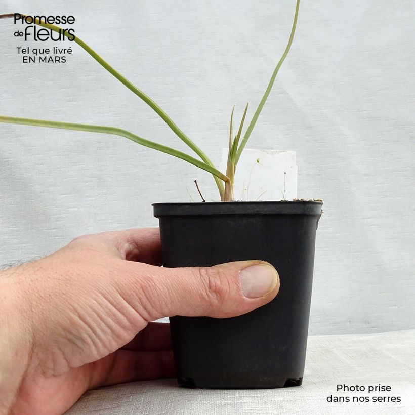 Kniphofia Dorset Sentry - Giglio della torcia Vasetto da 8/9 cm esemplare consegnato in primavera