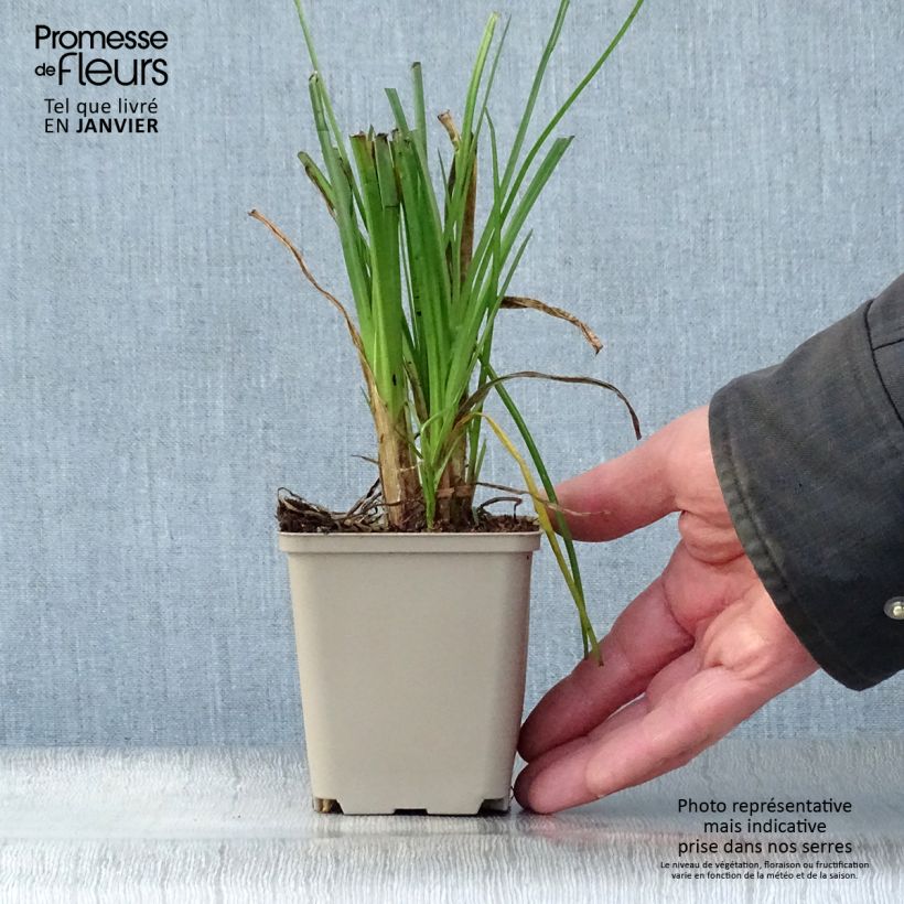 Kniphofia Elvira - Giglio della torcia Vasetto da 8/9 cm esemplare consegnato in inverno