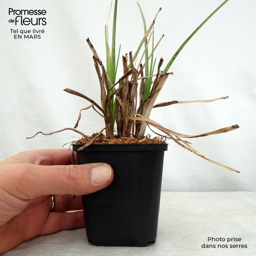 Kniphofia Elvira - Giglio della torcia Vasetto da 8/9 cm esemplare consegnato in primavera