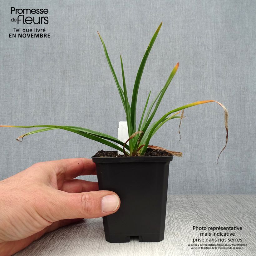 Esemplare di Kniphofia Flamenco - Giglio della torcia Vasetto da 8/9 cm come consegnato in autunno