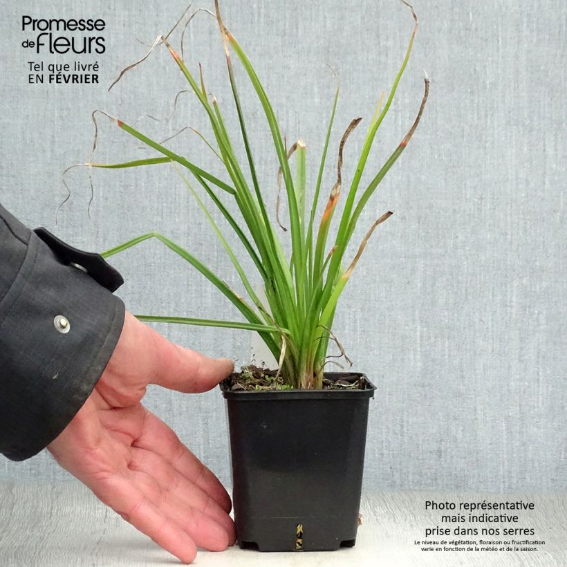 Kniphofia Flamenco - Giglio della torcia Vasetto da 8/9 cm esemplare consegnato in inverno