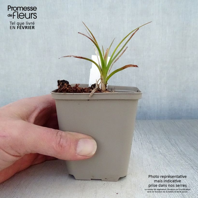 Kniphofia Green Jade - Giglio della torcia Vasetto da 8/9 cm esemplare consegnato in inverno