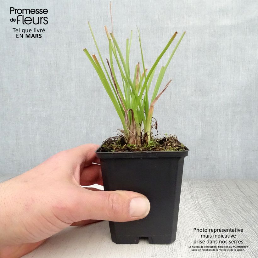 Kniphofia Ice Queen - Giglio della torcia Vasetto da 8/9 cm esemplare consegnato in primavera