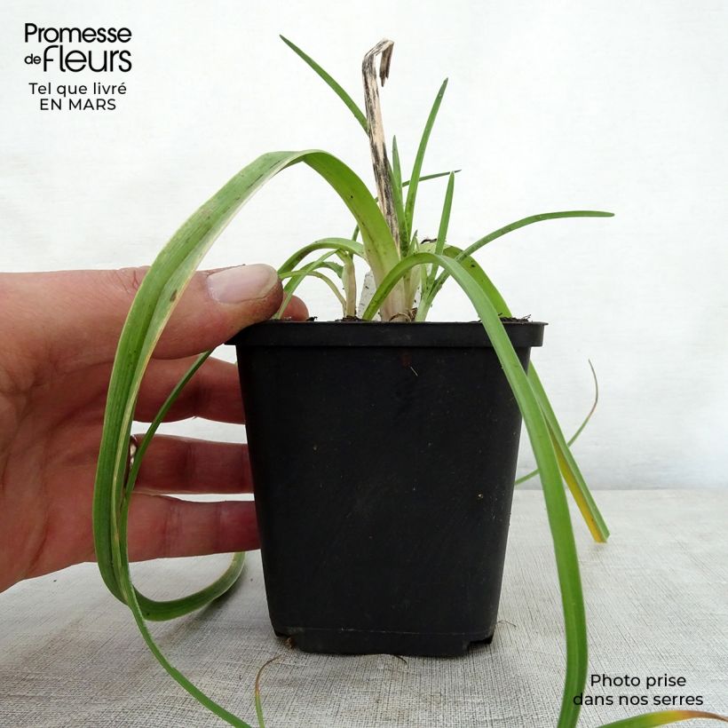 Kniphofia Limelight - Giglio della torcia Vasetto da 8/9 cm esemplare consegnato in primavera