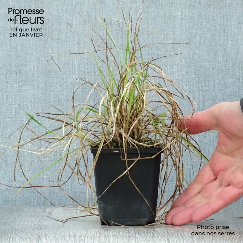 Kniphofia Little Maid - Giglio della torcia Vasetto da 8/9 cm esemplare consegnato in inverno