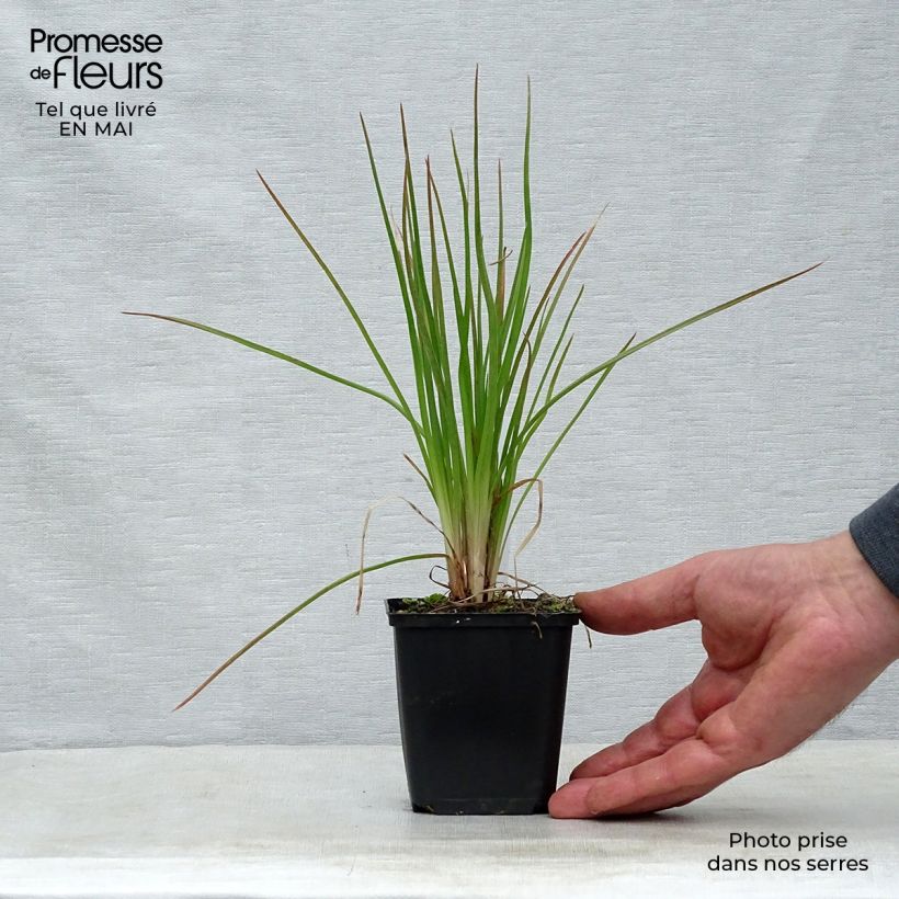 Kniphofia Little Maid - Giglio della torcia Vasetto da 8/9 cm esemplare consegnato in primavera