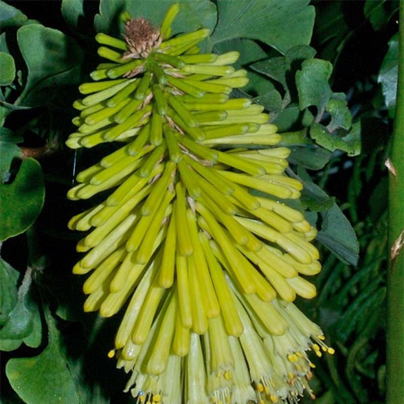 Kniphofia Percy's Pride - Giglio della torcia (Fioritura)