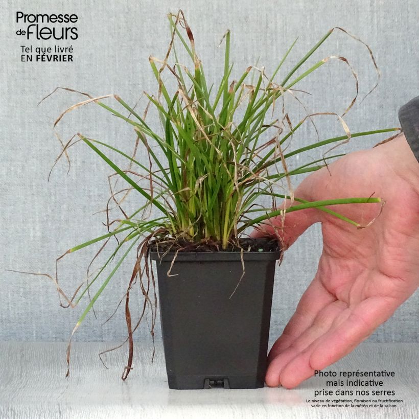 Kniphofia Red Rocket - Giglio della torcia Vasetto da 8/9 cm esemplare consegnato in inverno