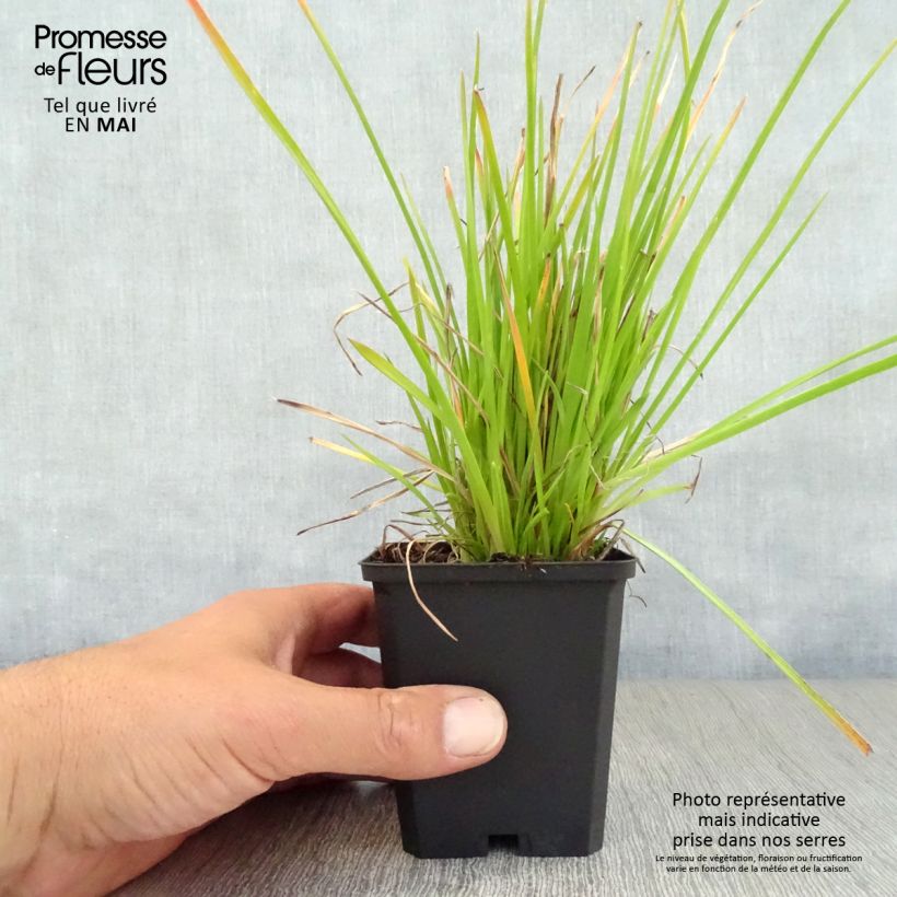 Kniphofia Red Rocket - Giglio della torcia Vasetto da 8/9 cm esemplare consegnato in primavera