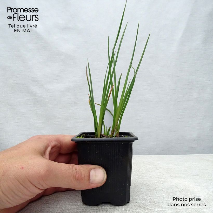 Kniphofia Redhot Popsicle - Giglio della torcia Vasetto da 8/9 cm esemplare consegnato in primavera