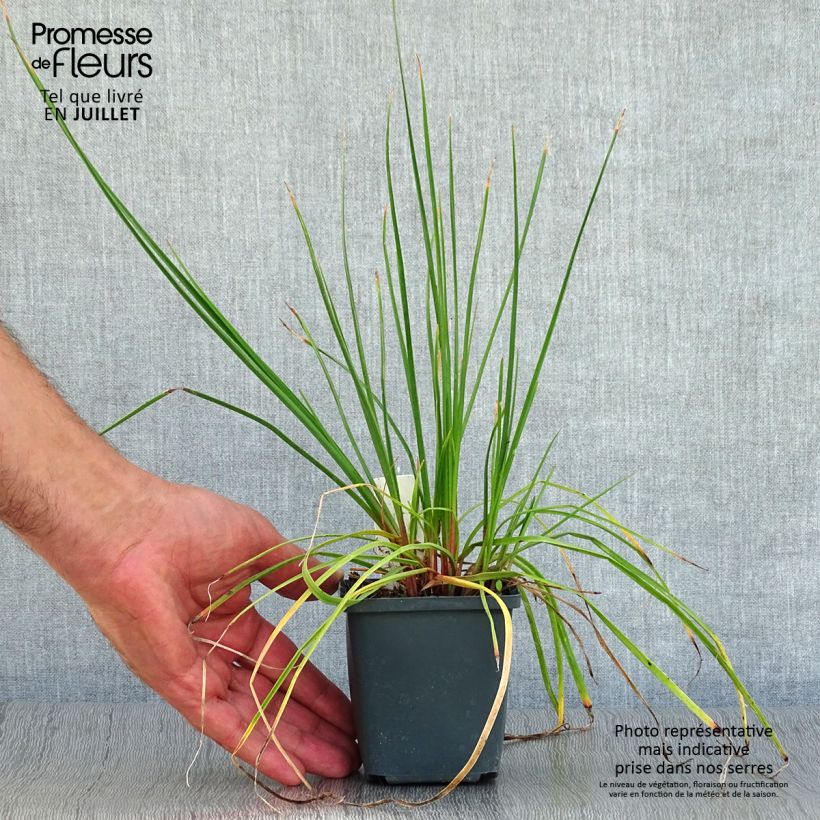 Esemplare di Kniphofia Redhot Popsicle - Giglio della torcia Vasetto da 8/9 cm consegnato in estate