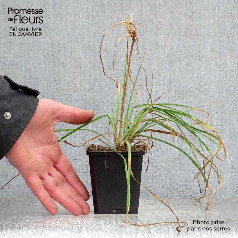 Kniphofia Redhot Popsicle - Giglio della torcia Vasetto da 8/9 cm esemplare consegnato in inverno