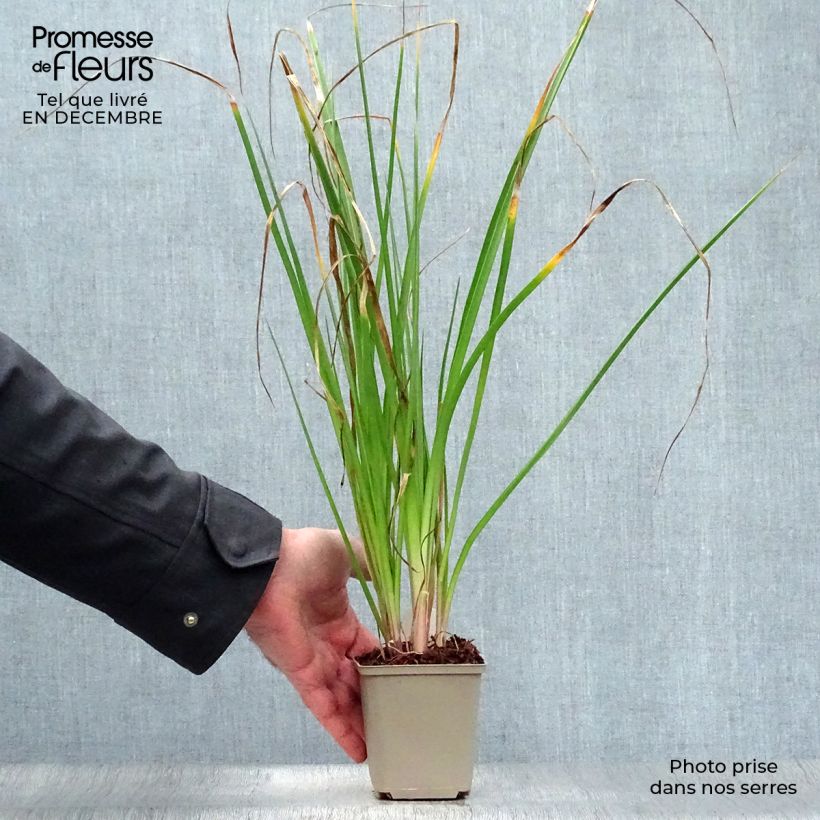 Kniphofia Tawny King - Giglio della torcia Vasetto da 8/9 cm esemplare consegnato in inverno