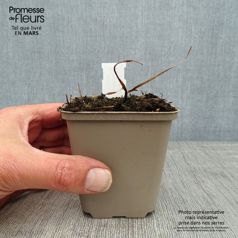 Kniphofia Tawny King - Giglio della torcia Vasetto da 8/9 cm esemplare consegnato in primavera