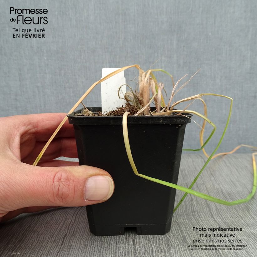 Kniphofia Vanilla - Giglio della torcia Vasetto da 8/9 cm esemplare consegnato in inverno