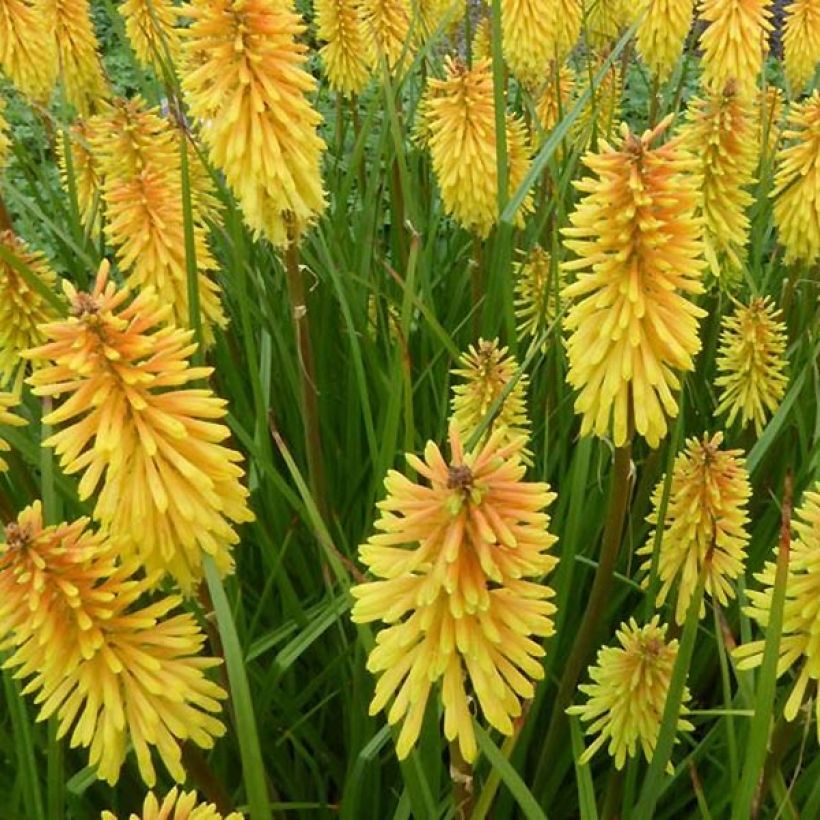 Kniphofia Wrexham Buttercup - Giglio della torcia (Fioritura)