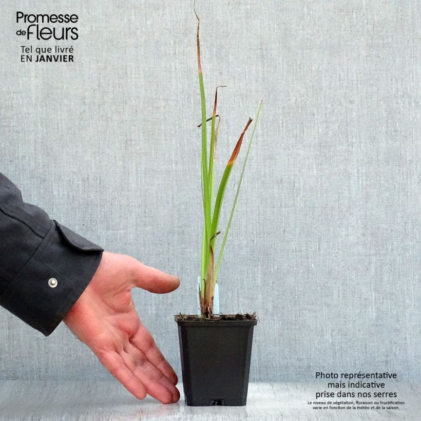 Kniphofia Wrexham Buttercup - Giglio della torcia Vasetto da 8/9 cm esemplare consegnato in inverno