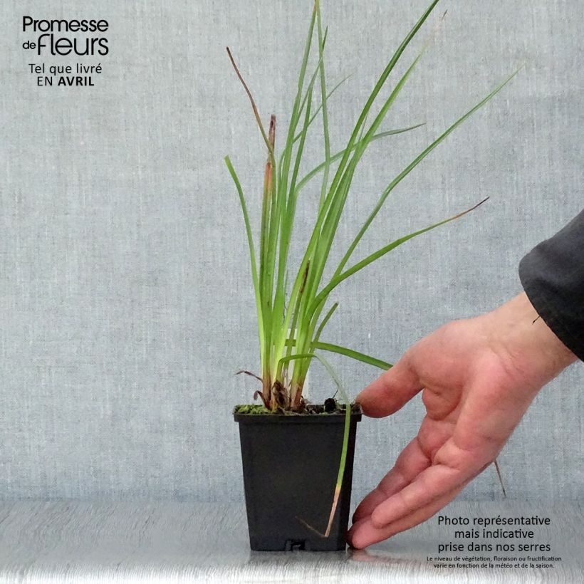 Kniphofia Wrexham Buttercup - Giglio della torcia Vasetto da 8/9 cm esemplare consegnato in primavera