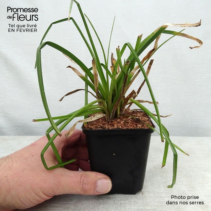 Kniphofia citrina - Giglio della torcia Vasetto da 8/9 cm esemplare consegnato in inverno