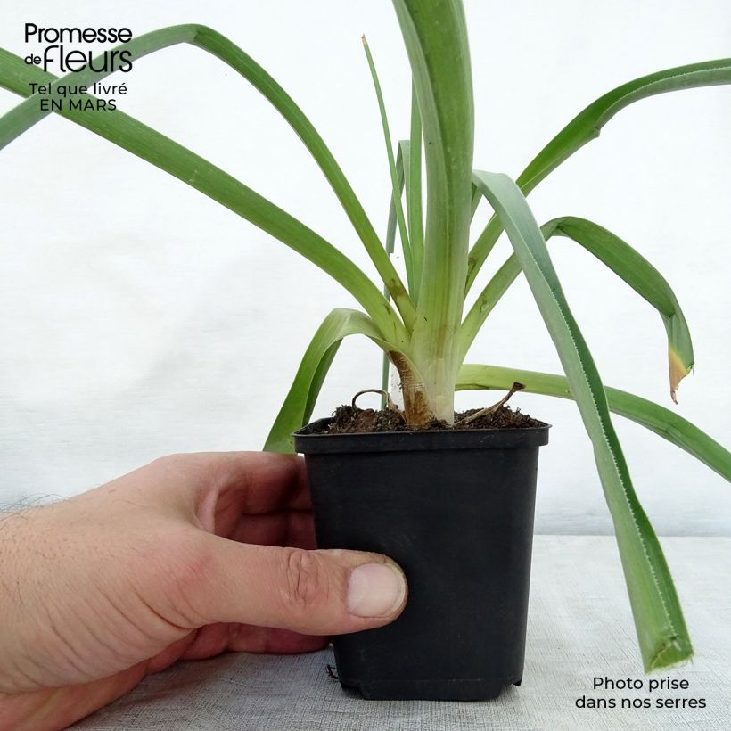 Kniphofia northiae - Giglio della torcia Vasetto da 8/9 cm esemplare consegnato in primavera